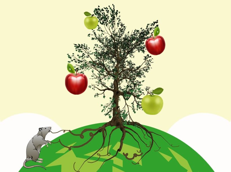 Bild mit Baum, Wurzeln und Früchten
